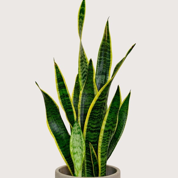 Special Air purifier mother-in-law tongue Plant - Picture 2 of 10